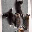 Carpete Adesivo Protetor para Unha de Gatos